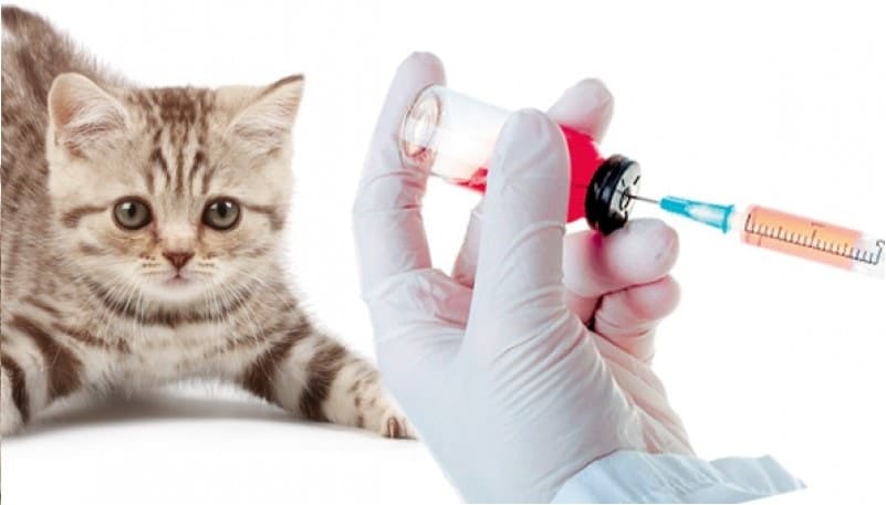 Вакцинация котов и кошек на дому